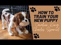 Tipps Zur Welpenerziehung Cavalier King Charles Spaniel