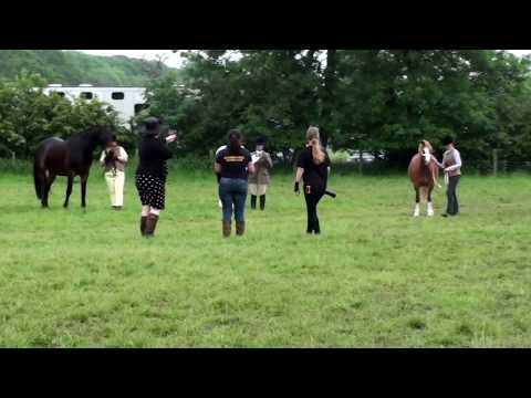 In hand class of three years and under. Blackmoor Park Malvern  2018