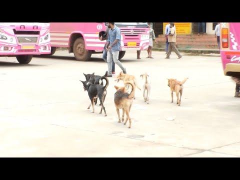 തെരുവ്നായ ആക്രമണ ഭീതിയില്‍ ഇരിട്ടി  | Iritty stray dog