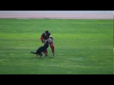 Chagall vom Teichblick (Taiwan), 2010 WUSV WM