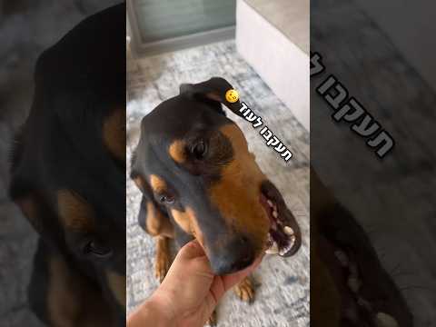 ככה תכינו חטיף לכלבים ממצרך אחד בלבד