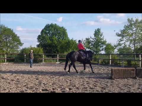 5j. Wallach v. Dimaggio x Collin L  "Training mit 11j. Mädchen" www.stöcker-verkaufspferde.de