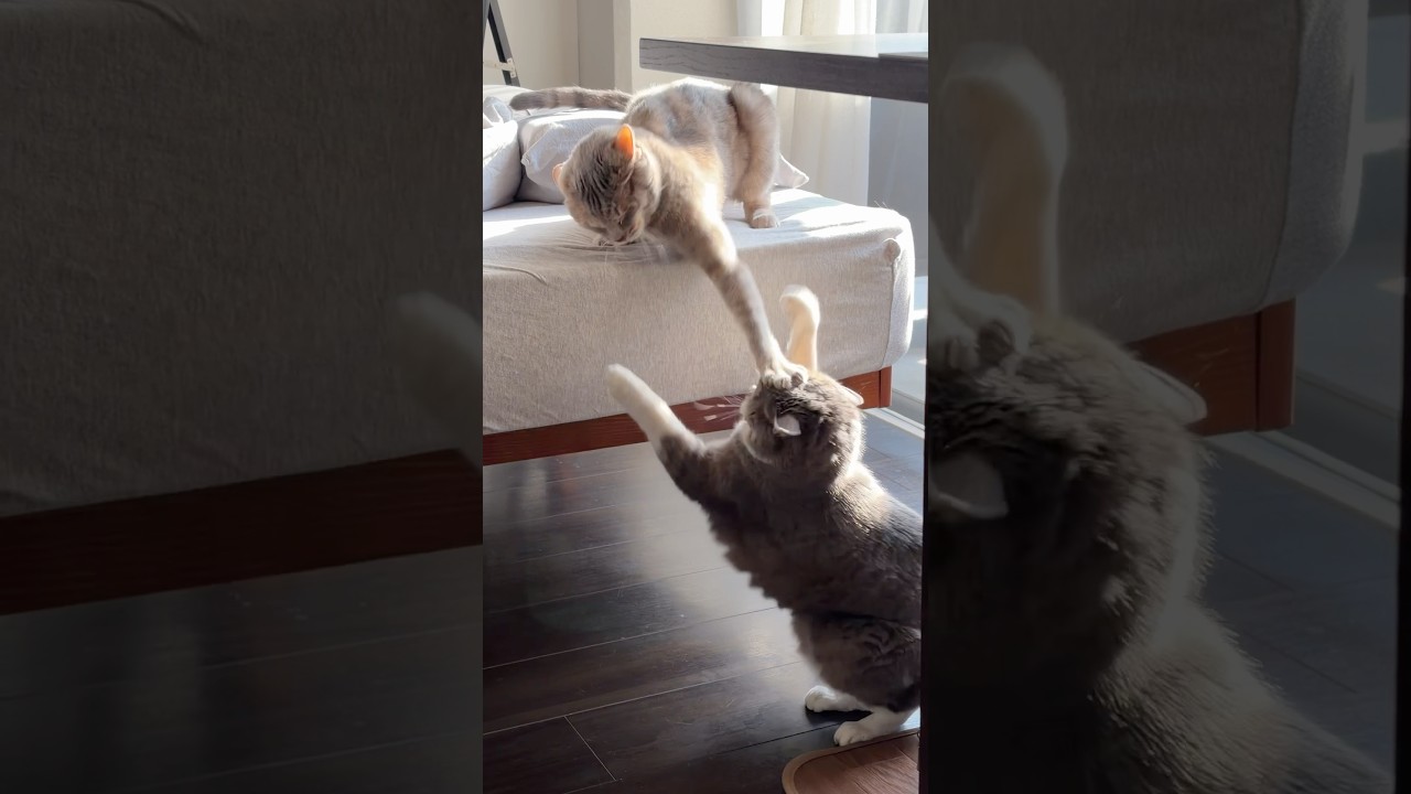 今日も元気に戦うふたり😼😼 #モアクリ