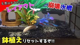 [#1崩壊水槽]ソイルと砂利が入り混じる崩壊タイ水槽...リセット開始!!