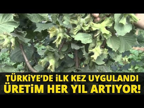 download lagu mp3 mp4 Ryada Zeytin Aac Grmek, download lagu Ryada Zeytin Aac Grmek gratis, unduh video klip Ryada Zeytin Aac Grmek