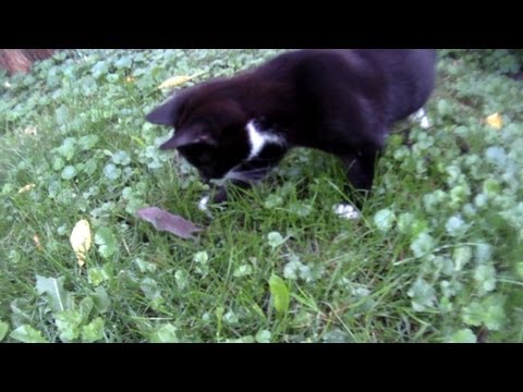 Mother cat teaches her kittens to hunt
