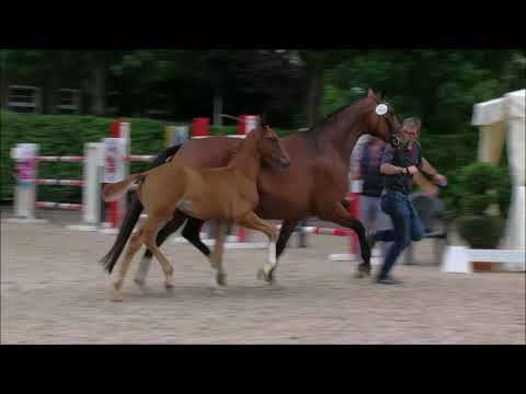 Hf/ colt Le Vivaldi x Sir Donnerhall 2019