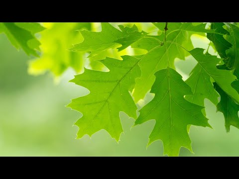 NQA webinar | Stay environment-savvy with aspects and impacts 🌳