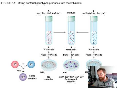 The Genetics of Bacteria and Viruses (Chapter 5)