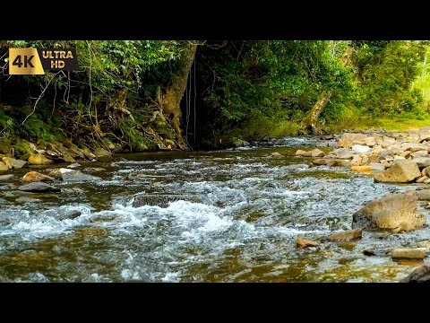 8 Hours of Relaxing River Sounds - Forest River, Birds Singing | For Sleeping and Meditation