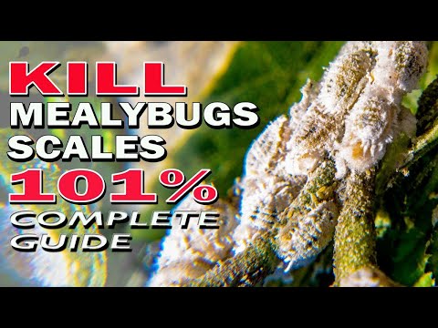 , title : 'Best Ways to Kill Mealybugs and Scale Insects 101% // Complete Guide'