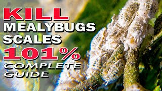 Best Ways to Kill Mealybugs and Scale Insects 101% // Complete Guide