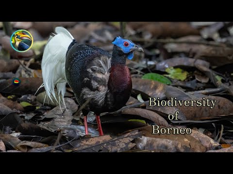 Explore the RICH Wildlife of Borneo!