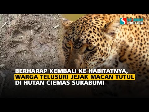 Berharap Kembali ke Habitatnya, Warga Telusuri Jejak Macan Tutul di Hutan Ciemas Sukabumi