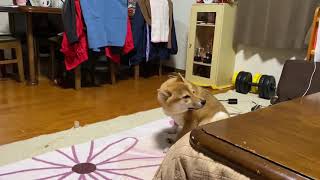豆柴の豆吉君の日常1