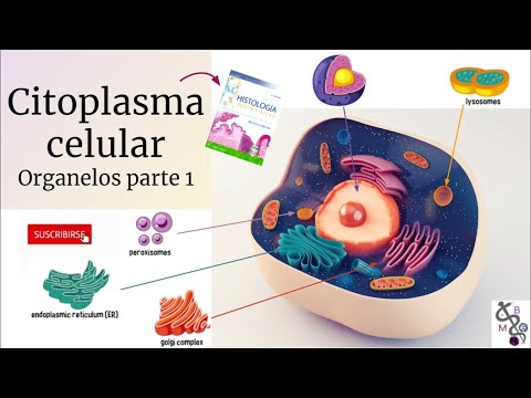 Cell Cytoplasm 1 | The Cell and its Organelles | Ross Histology