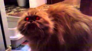 Демонический котик!