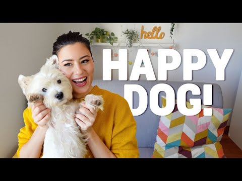 How to make your Westie happy? | TOP 5 THINGS THEY LOVE ❤️