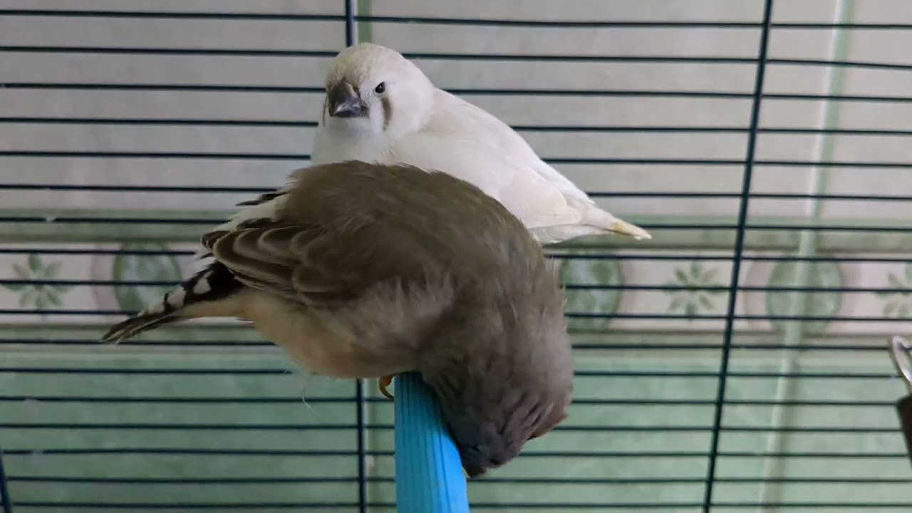 The true finches are small to medium-sized passerine birds in the family Fringillidae (Pixel 6a)