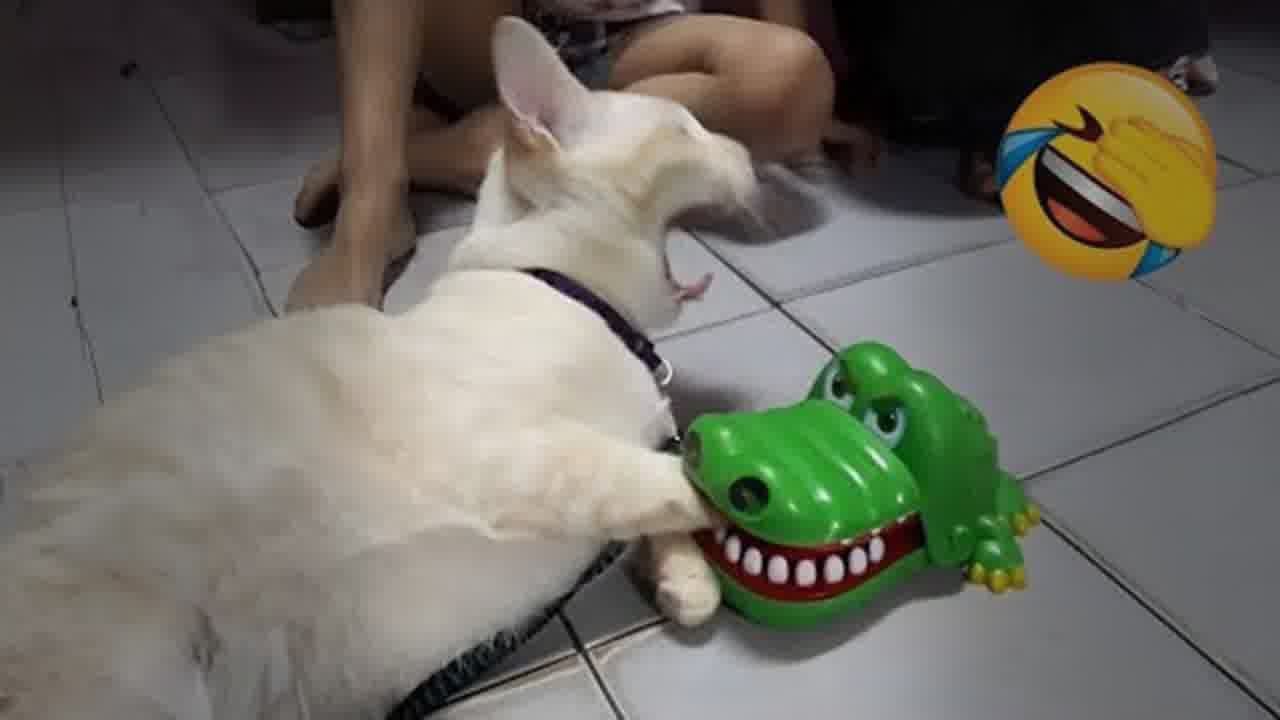 😘 You Laugh You Lose 🤣🐱 Funniest Dogs and Cats 2024 😸🐱