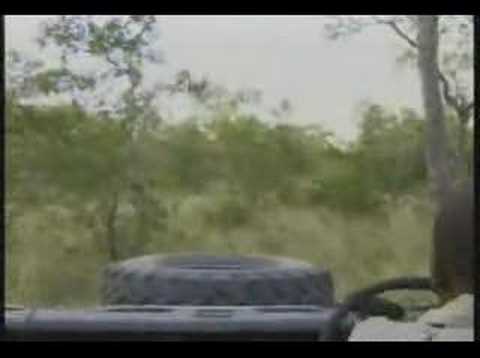 WILDEARTH DJUMA AFRICAN WILD DOGS 1