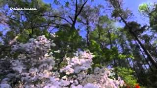 Vicente Fernández - Caminemos / Romántica Melodia Clásica (Sax &amp; Guitar)