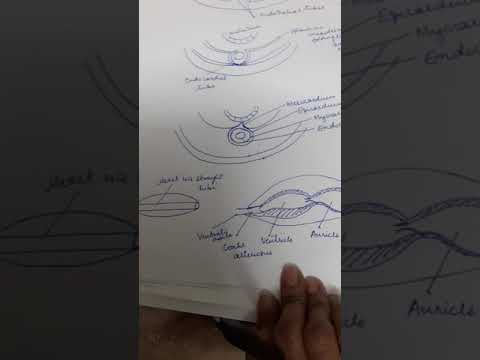 B.Sc. Pt. 3 Development of Heart in Vertebrates.