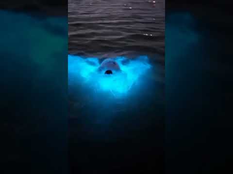 Additional video thumbnail