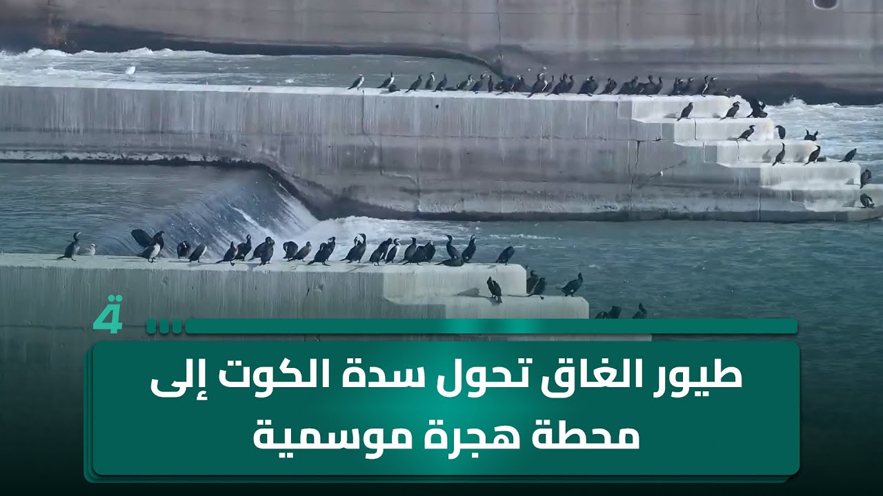 فيديو | طيور الغاق تحول سدة الكوت إلى محطة هجرة موسمية