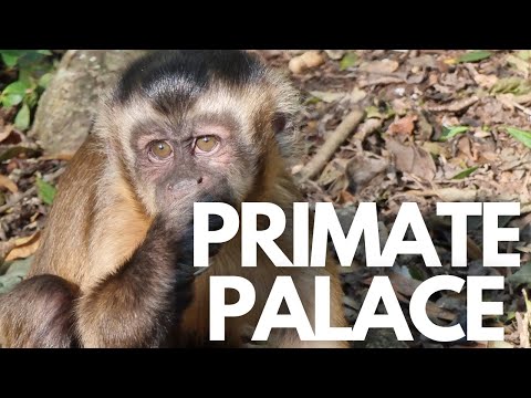 The world's first multi species free roaming primate sanctuary: Monkeyland in Plettenberg Bay