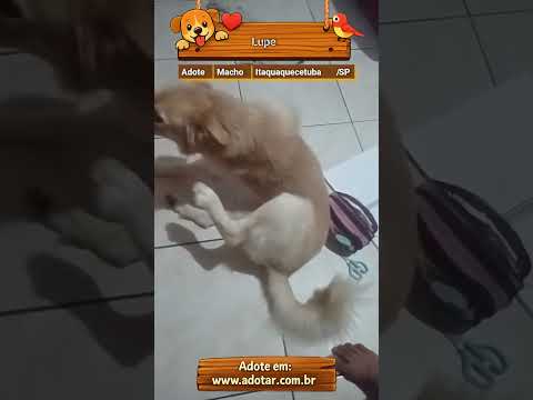 Vídeo de Lupe