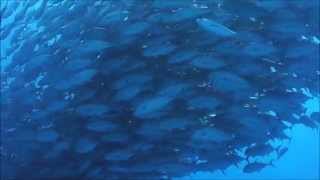 preview picture of video 'Die Jack-Fisch-Schwärme von Balicasag Island Philippinen'