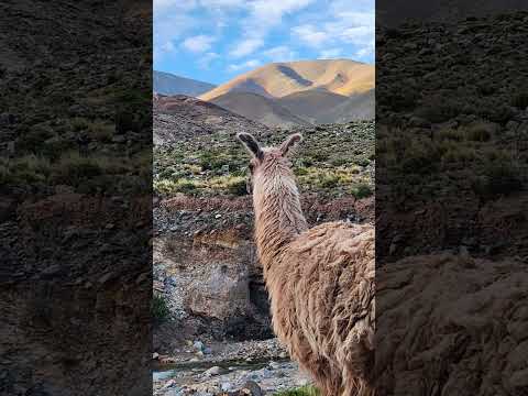 craziest road we ever took. breathtaking views #travel #fypviral #adventuresports #hiking #Mountains