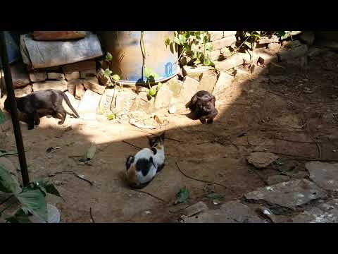 Cats meeting 😻😻😻