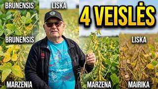 Soybean Field Review: 4 Canadian Prograin Varieties and Growing Experience 🌾