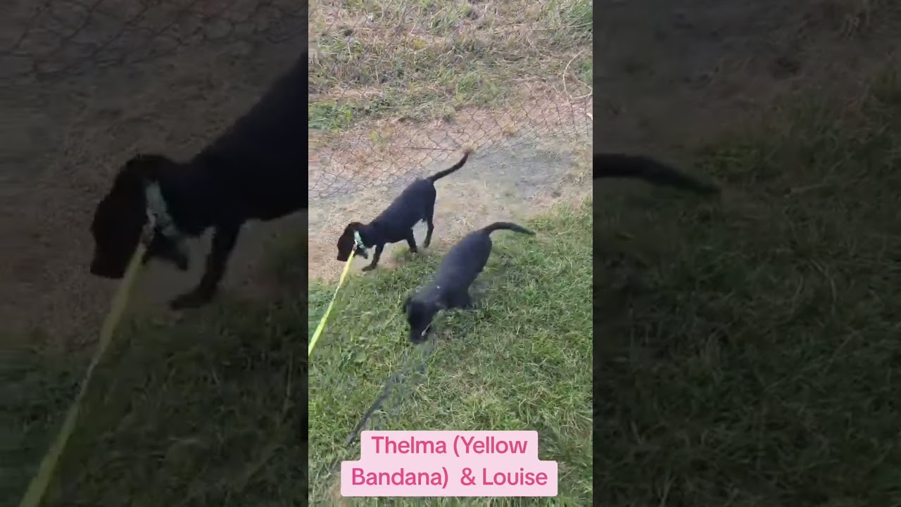 Enlarge THELMA, a Adoptable mixed breed in Richmond, TX video 6/6