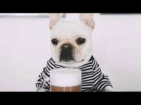 HOW DOGS CAN BE COFFEE LOVERS OF ESPRESSO LAVAZZA