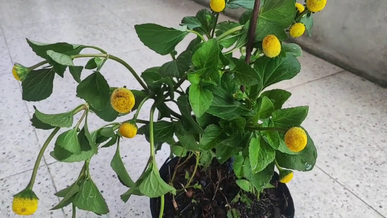 PLANTAR! JAMBÚ em casa, saiba como plantar em VASO, os CUIDADOS e em que COMIDA usar!