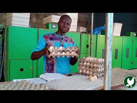 , title : 'Technique de conservation des œufs destinés à la couveuse ! [partie 1]'