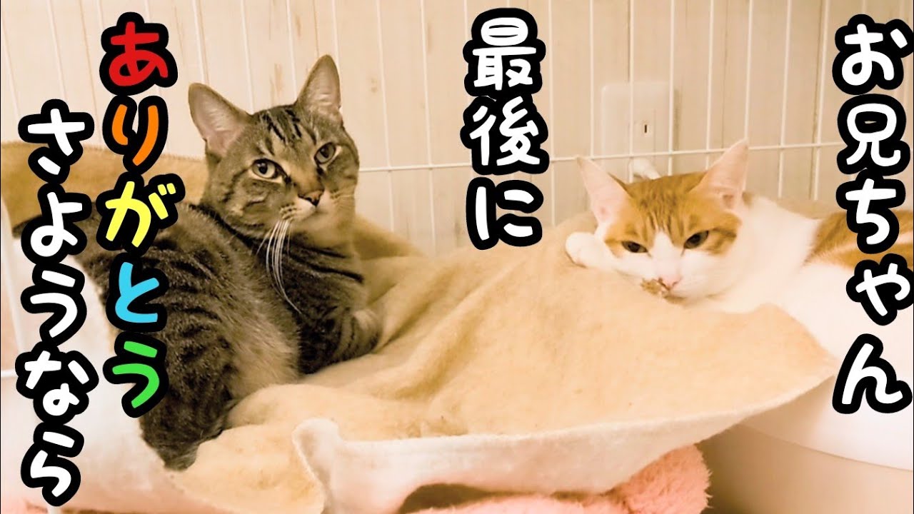 虹の橋を渡る直前に淡い恋心を叶えていた猫がちゃっかり過ぎる