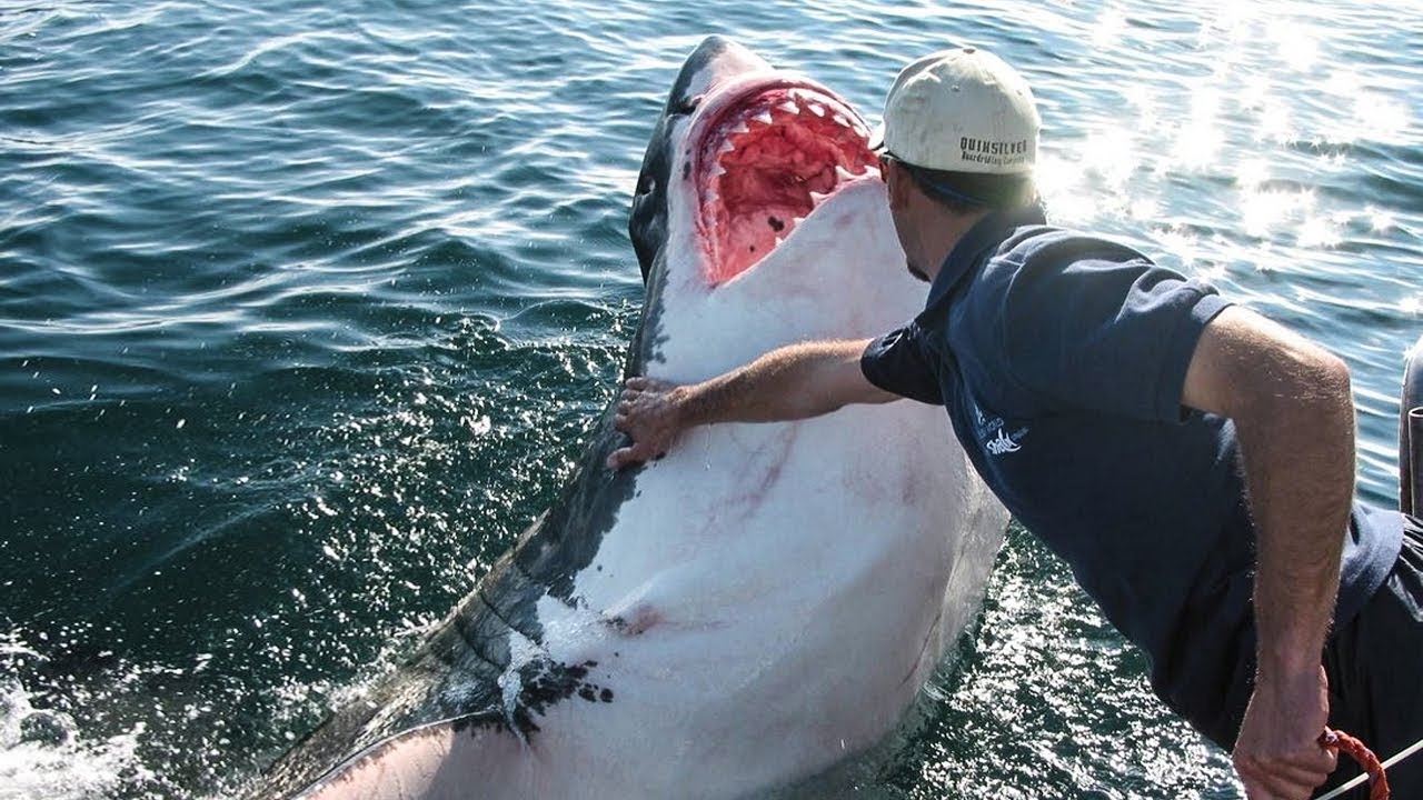 9 Animais Selvagens Que Gostam de Humanos