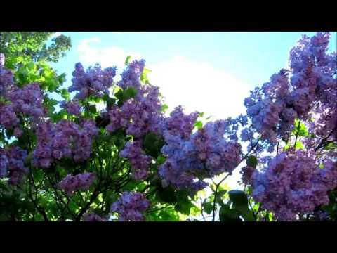 Ежегодный праздник "Солнечногорская сирень - 2011"