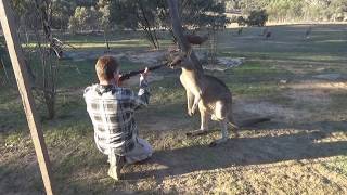 Australia's shame, Kangaroo cruelty