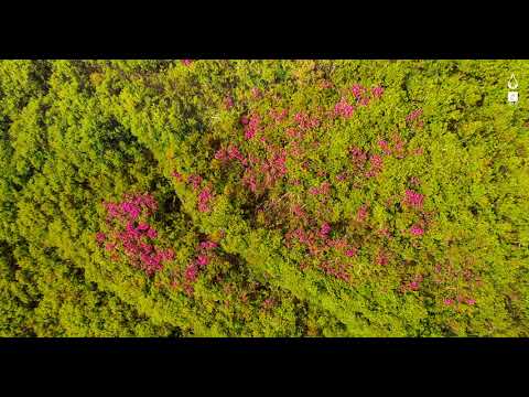 Rhododendron flowers in Ciucas Mountains / Bujorii de munte din Munții Ciucaș