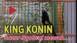 Download lagu Kolibri Raja KING KONIN gacor ngobra nembak istimewa | Masteran burung speed rapat mp3 Download lagu Kolibri Raja KING KONIN gacor ngobra nembak istimewa | Masteran burung speed rapat mp3