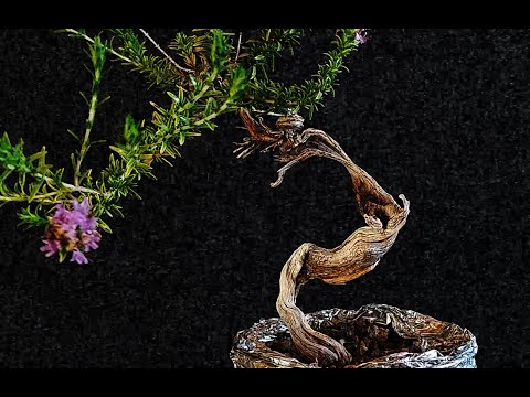 Bonsai Tree Thyme 10 Step 1