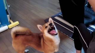 犬の(大豆)と猫の(お豆腐) 奮戦記その壱