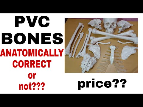 Should a 1st year MBBS student buy bone set?PVC Human Bone set review:price, anatomical correctness