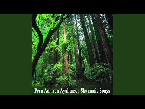 Sinchi Sinchi Medicina