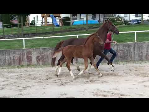 Fink, Vitalis-Don Schufro-Rubinstein I